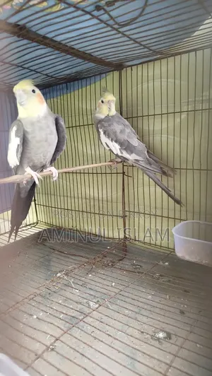 Cockatiel Bird