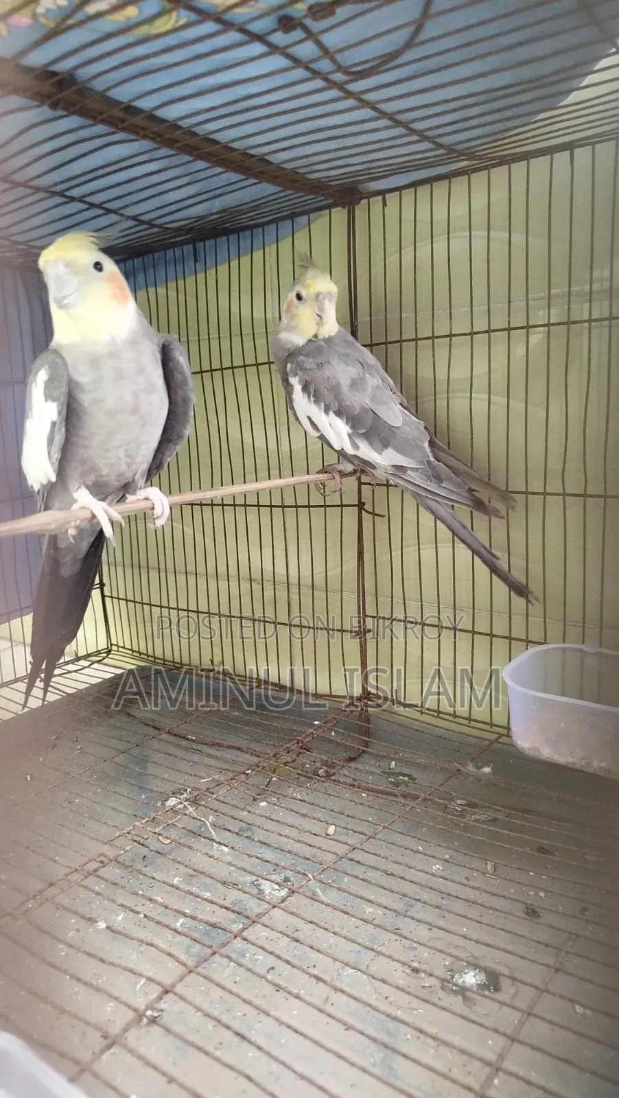 Cockatiel Bird