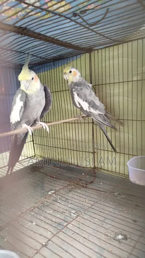 Cockatiel Bird