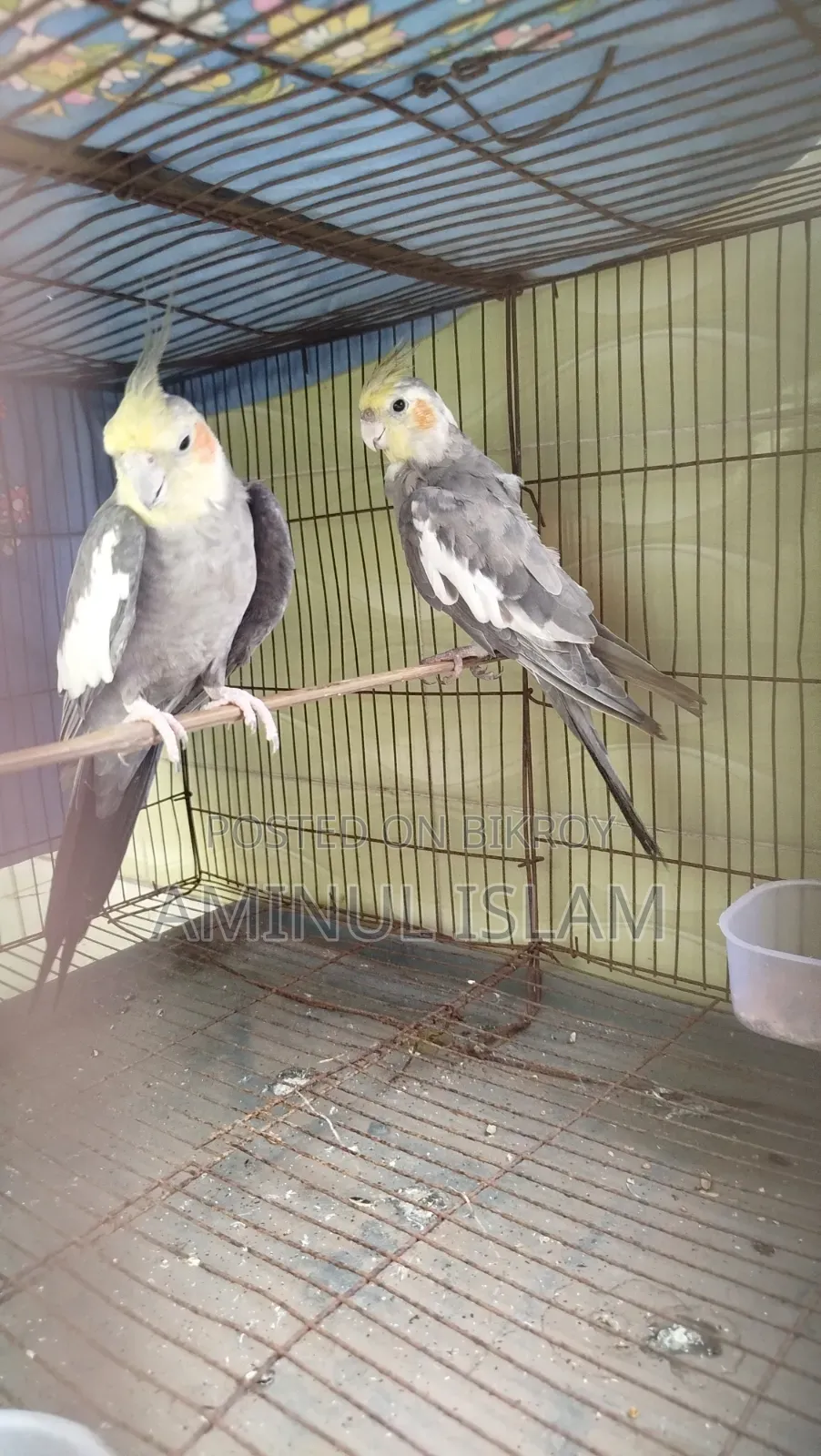 Cockatiel Bird