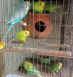 অস্ট্রেলিয়ান ঘুঘু ও বাজরিগার পাখি