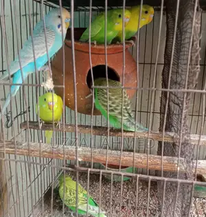 অস্ট্রেলিয়ান ঘুঘু ও বাজরিগার পাখি