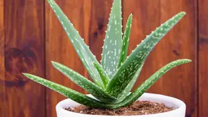 Aloe Vera বিক্রি করা হবে