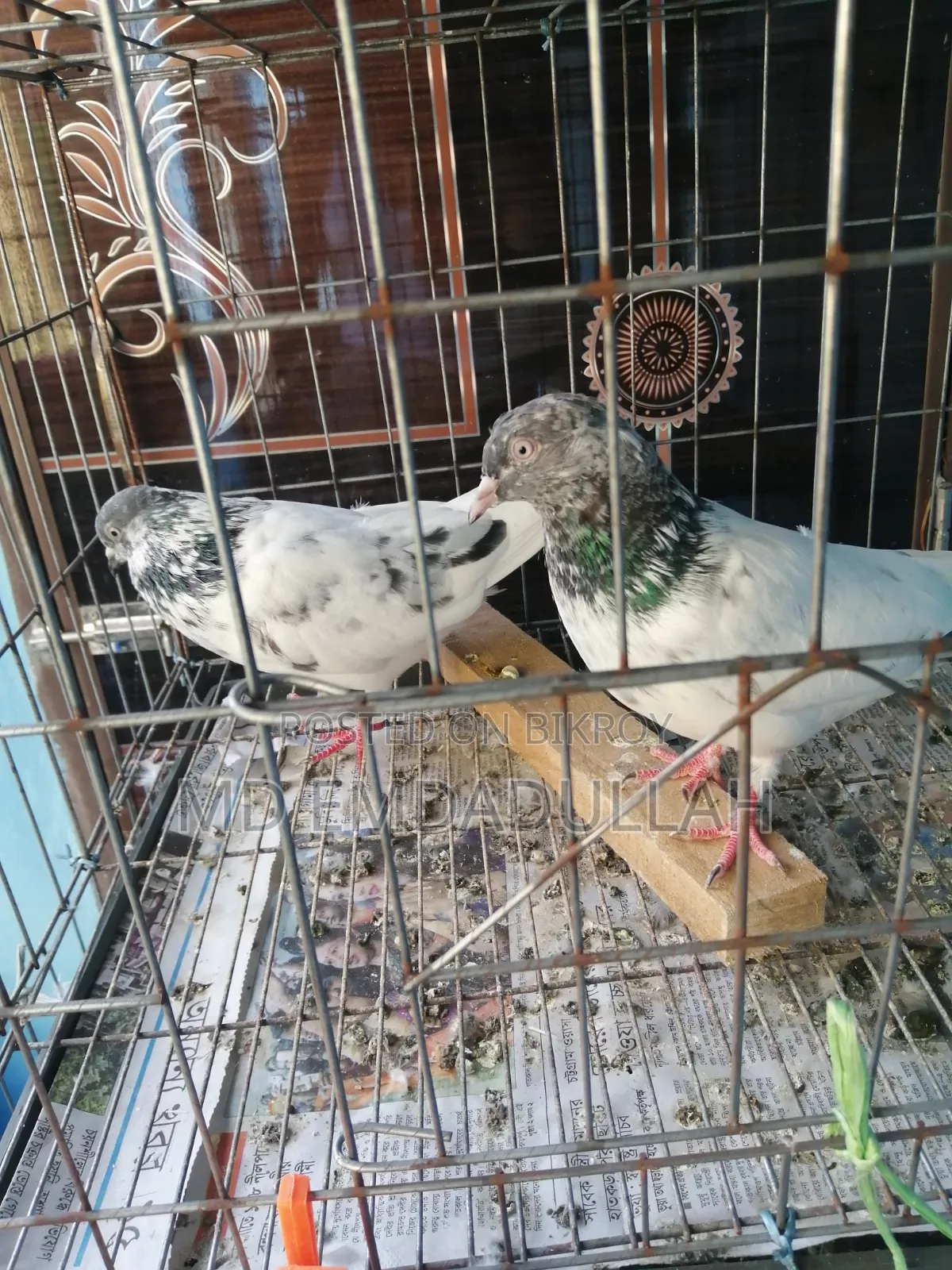 Some Running Pigeons For Sale