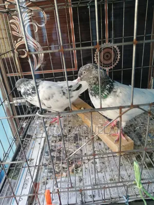 Some Running Pigeons For Sale