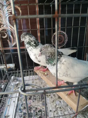 Some Running Pigeons For Sale