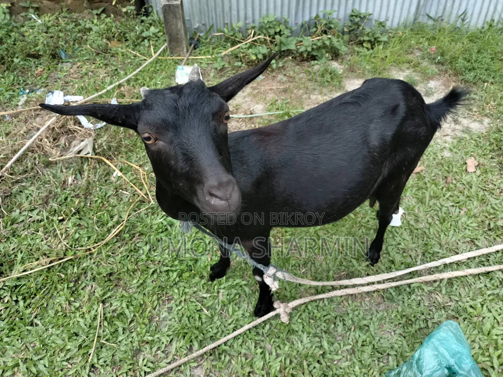 Deshi Goat
