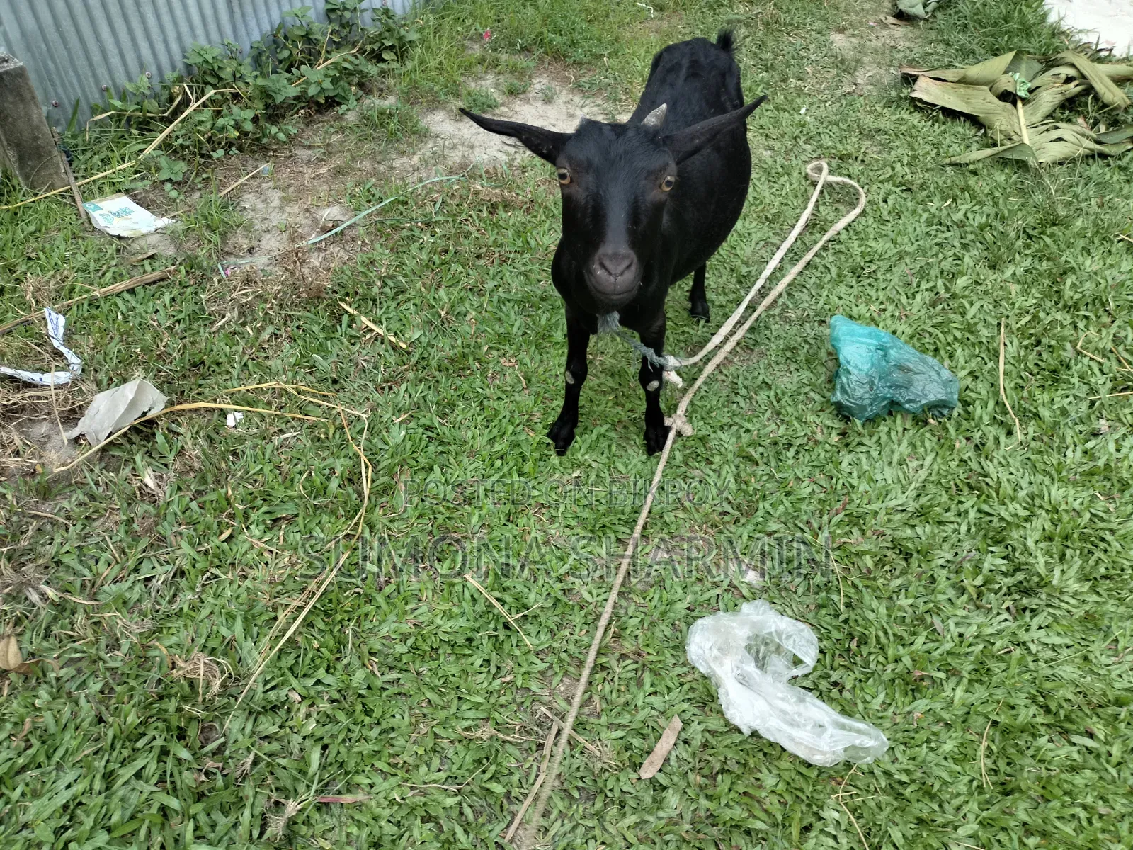 Deshi Goat