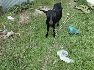 Deshi Goat