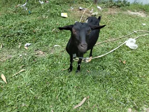 Deshi Goat