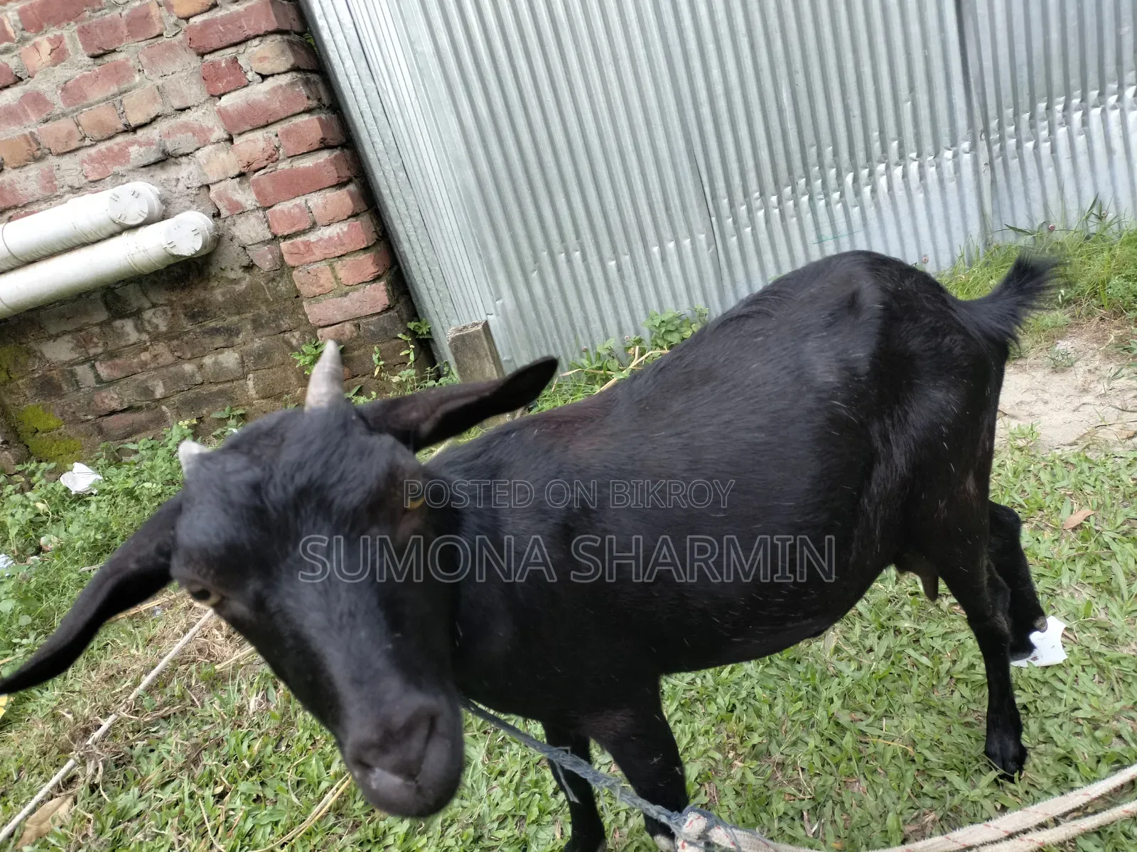 Deshi Goat