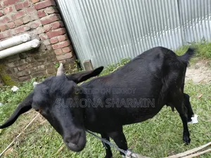 Deshi Goat