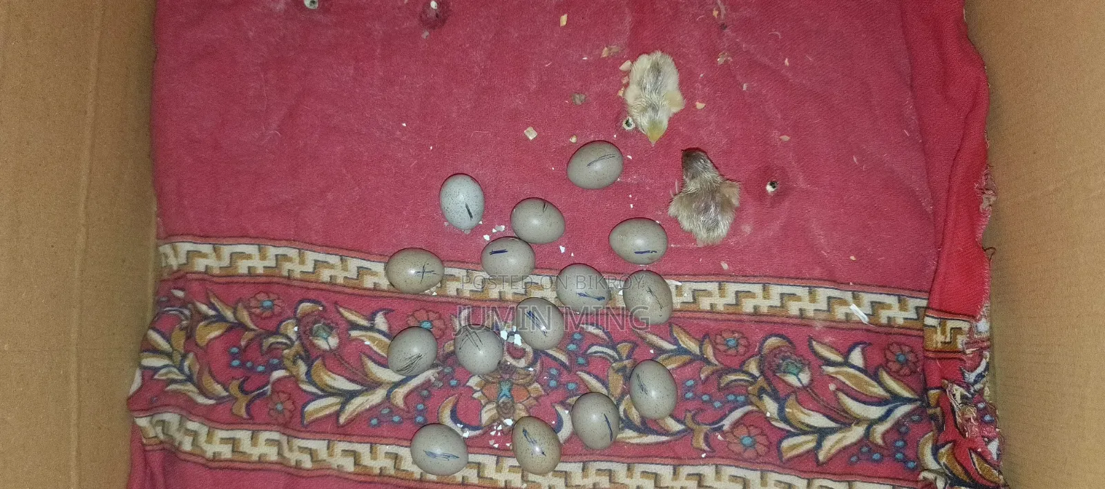 King Quail