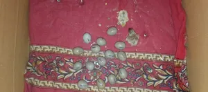 King Quail