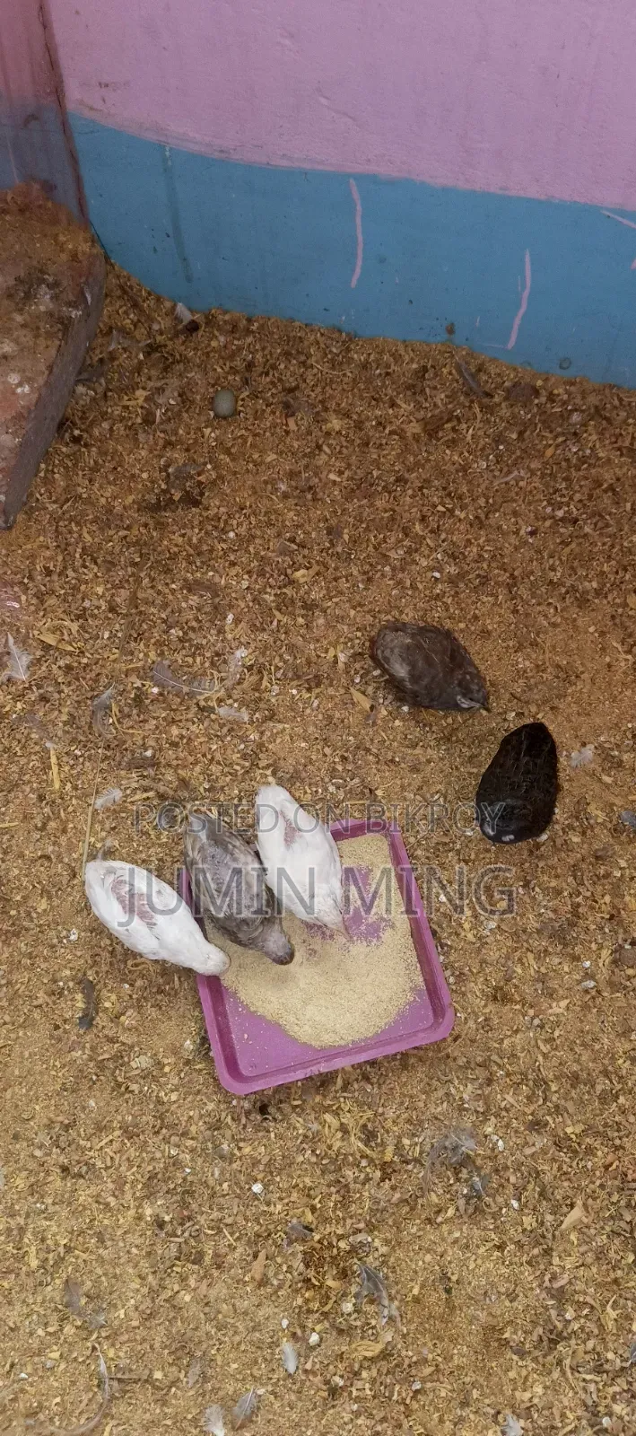 King Quail