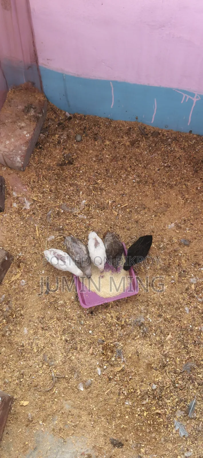 King Quail