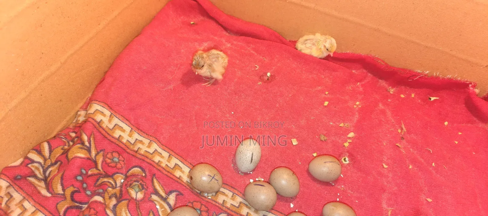 King Quail