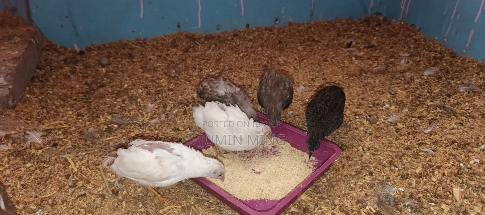 King Quail