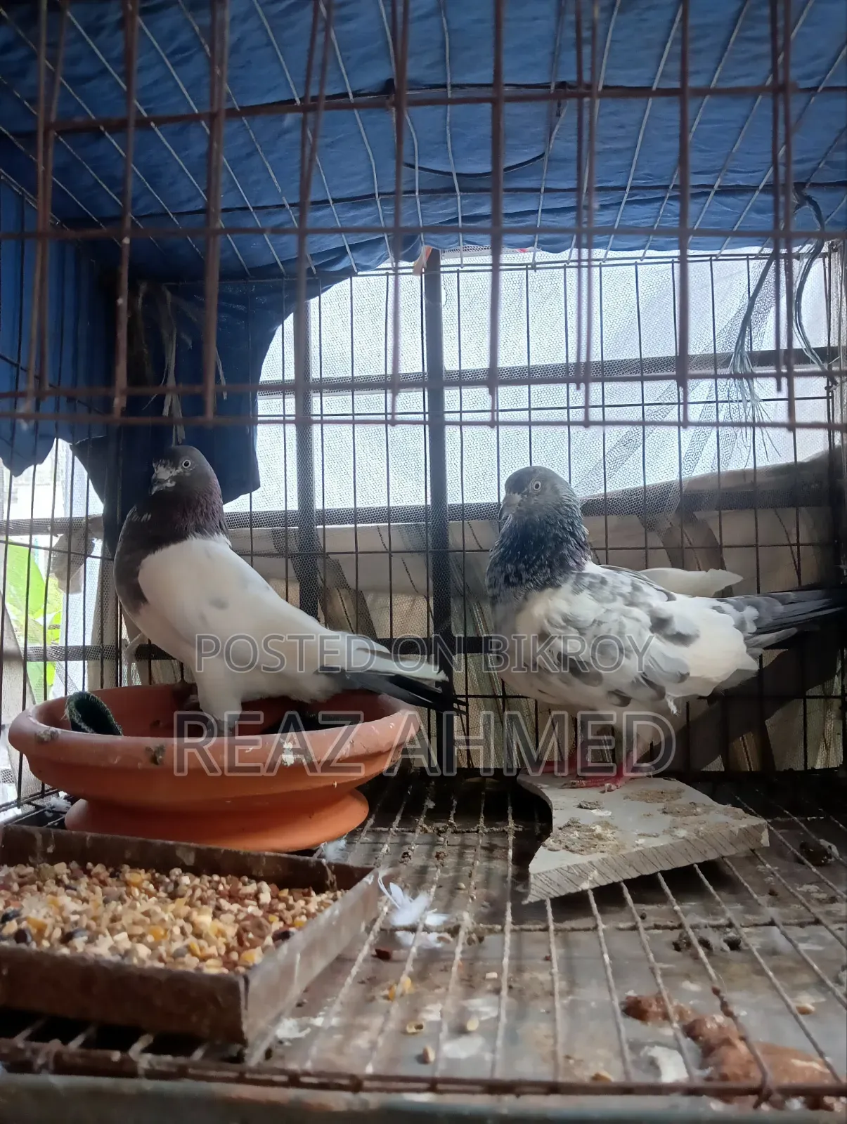 A pair of pigeons will be sold