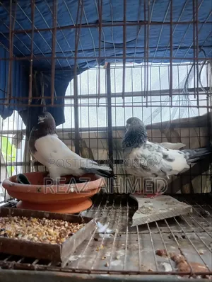 A pair of pigeons will be sold