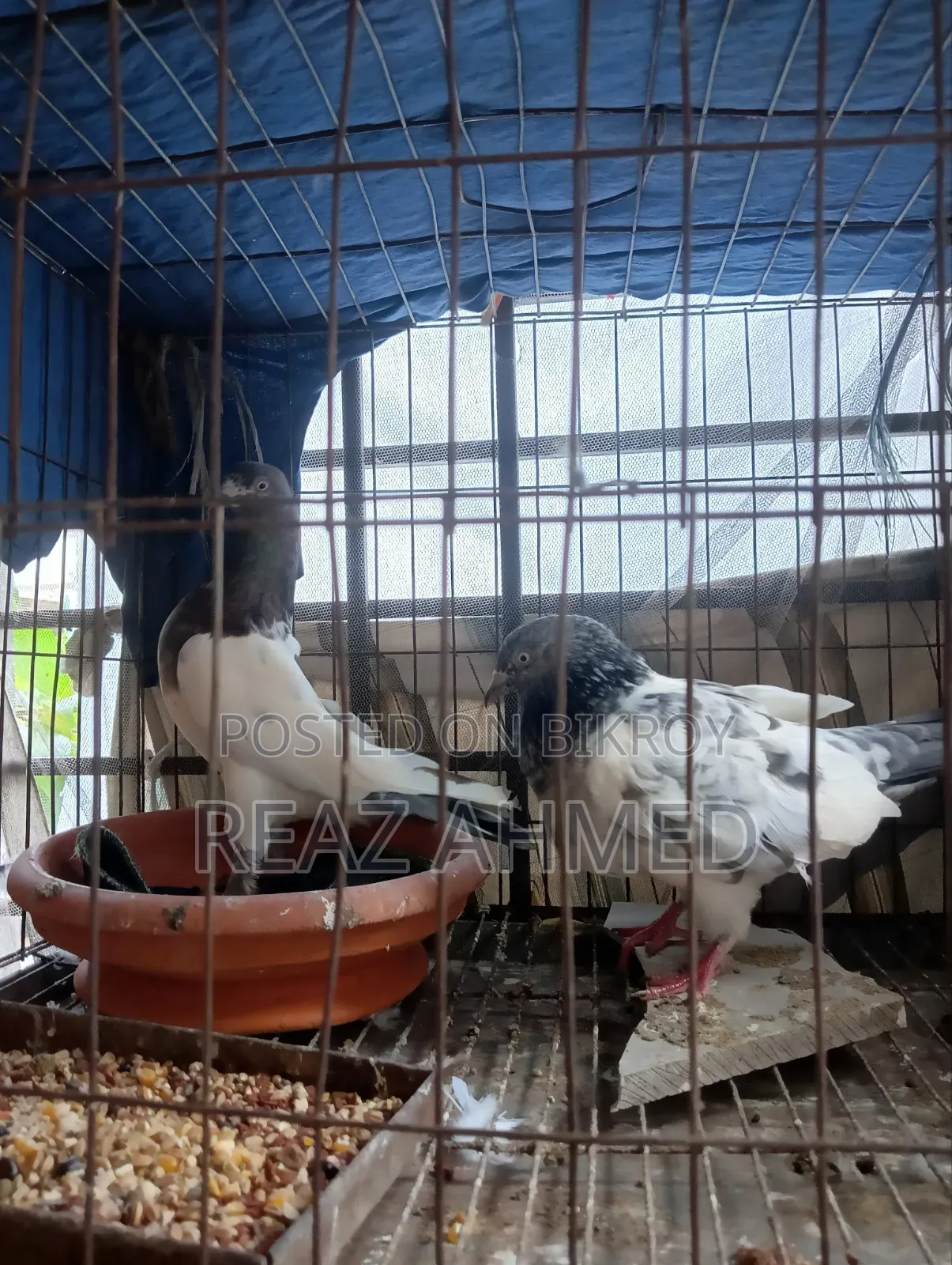A pair of pigeons will be sold