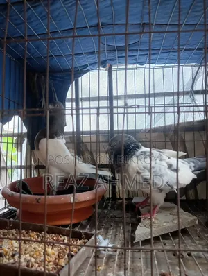 A pair of pigeons will be sold