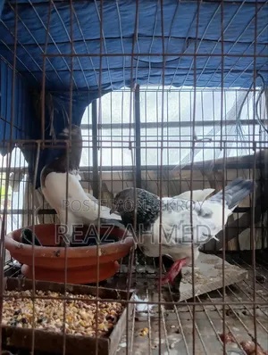 A pair of pigeons will be sold