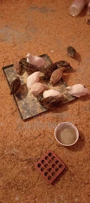 ইউরোপিয়ান জায়েন্ট কোয়েল