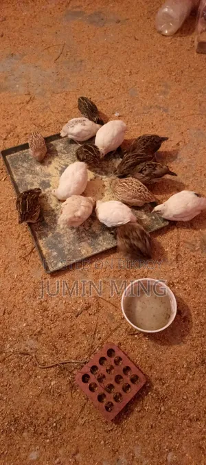 ইউরোপিয়ান জায়েন্ট কোয়েল