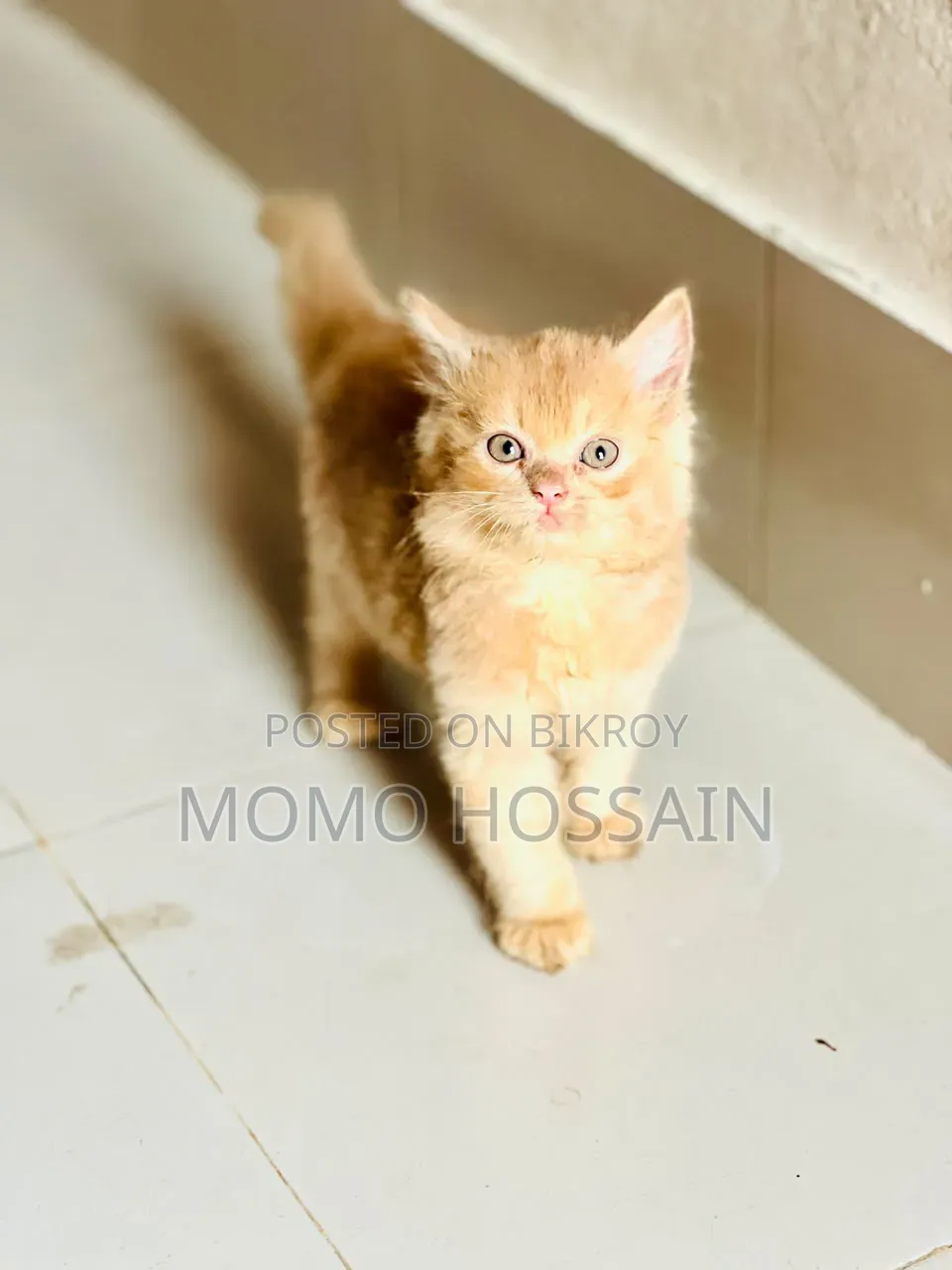 1-3 Months Female Purebred Persian