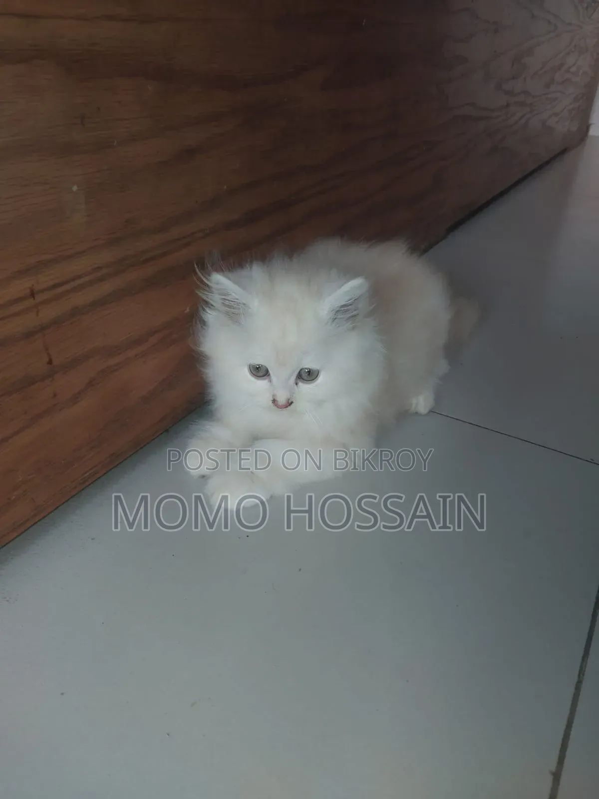 1-3 Months Female Purebred Persian
