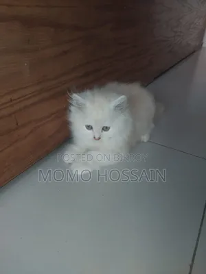 1-3 Months Female Purebred Persian