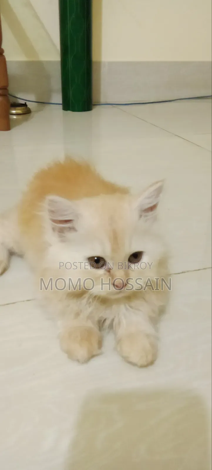 1-3 Months Female Purebred Persian