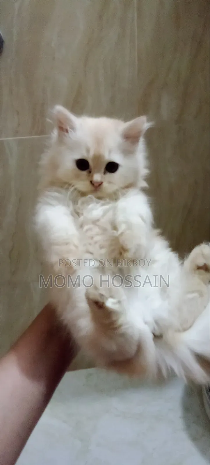 1-3 Months Female Purebred Persian