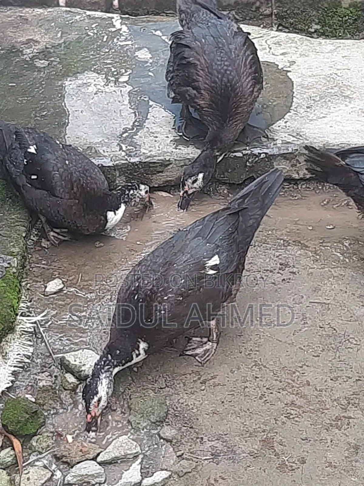 2.5 kg 2 kg size Chinese ducks for sale