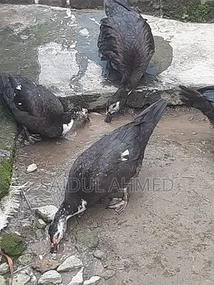 2.5 kg 2 kg size Chinese ducks for sale