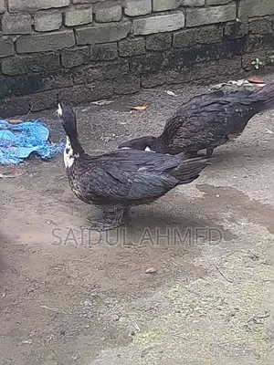 2.5 kg 2 kg size Chinese ducks for sale