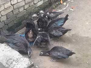 2.5 kg 2 kg size Chinese ducks for sale