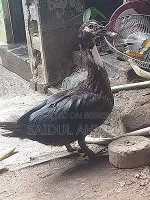 2.5 kg 2 kg size Chinese ducks for sale