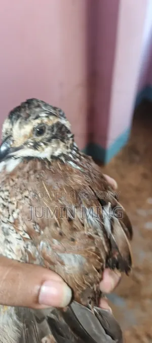 Bobwhite Quail