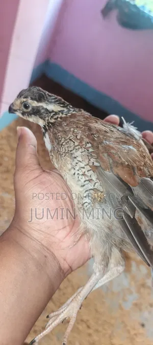Bobwhite Quail