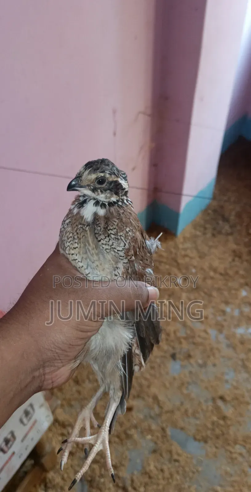 Bobwhite Quail