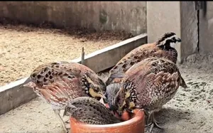 Bobwhite Quail