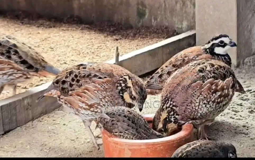 Bobwhite Quail