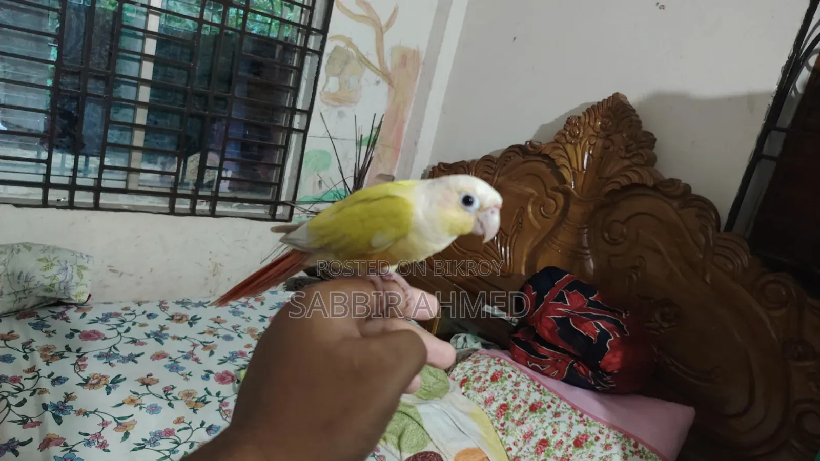 সানচিক কোনুর সুপার টেম