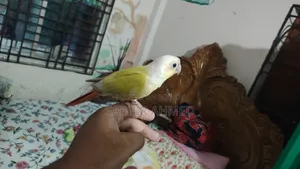 সানচিক কোনুর সুপার টেম