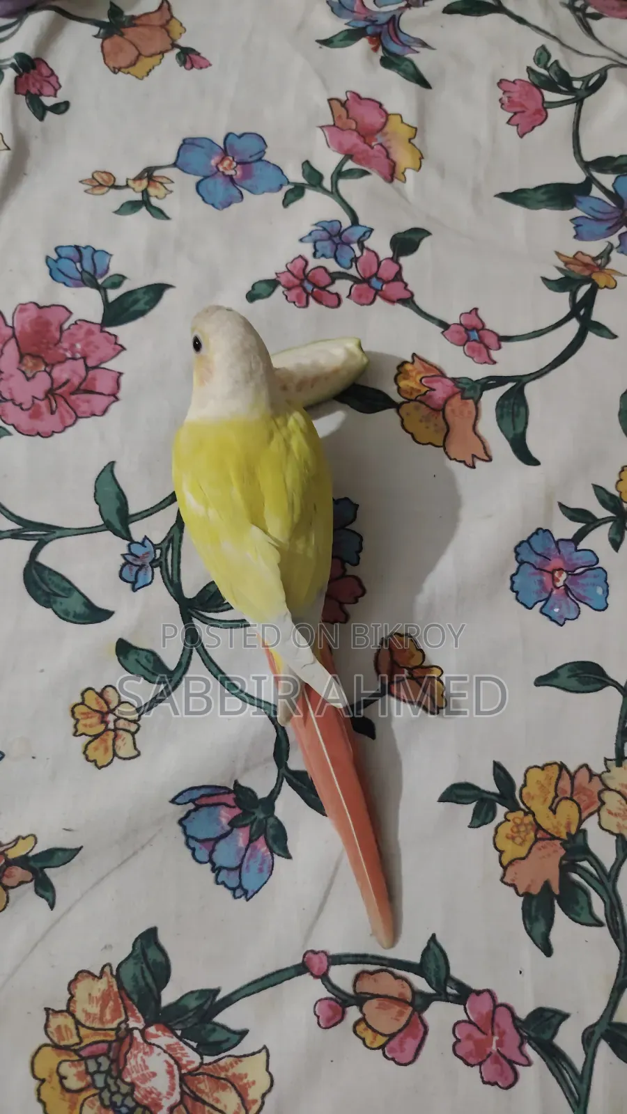 সানচিক কোনুর সুপার টেম