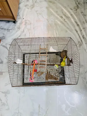 Budgerigar Cage for Sale