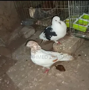 1 pair of Ghiasulli pigeons for sale