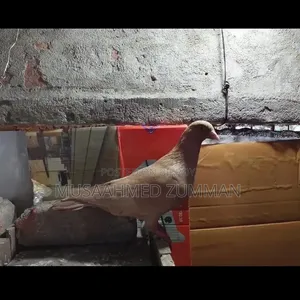 1 pair of Ghiasulli pigeons for sale